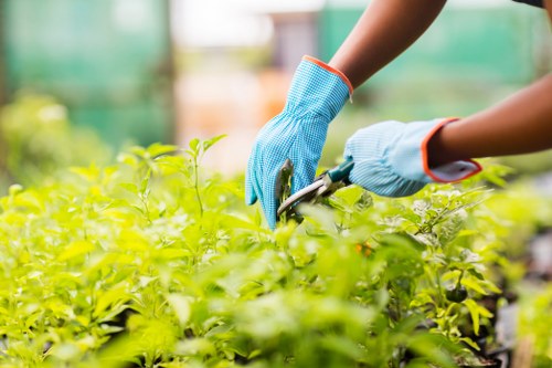 Detailed garden care in Emerson Park with healthy planting beds