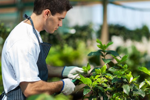 Seasonal hedge trimming work in an Emerson Park residential garden